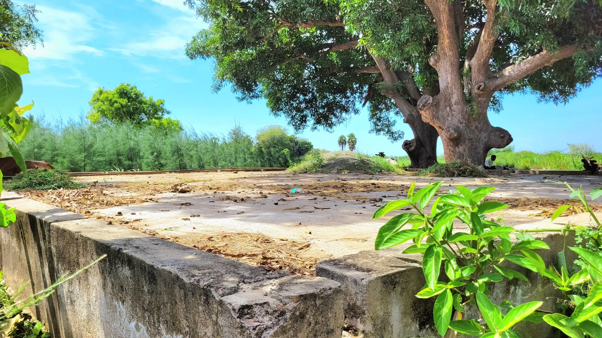 Field