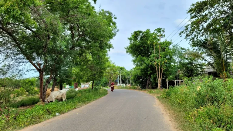 Way to Vadavambalam Colony habitation